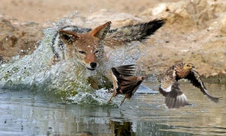 Những bức ảnh ghi lại khoảnh khắc một con chó rừng đói bụng cố gắng đuổi bắt nhưng vẫn thất bại trong việc biến đàn chim thành bữa tối. 