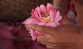 Trà cổ Hà Nội 7 triệu đồng/kg ướp từ 1200 bông hoa sen