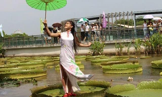 Một thiếu nữ Trung Quốc đứng trên lá sen vua hôm 10/8 trong cuộc thi chịu sức nặng ở thành phố Phật Sơn, tỉnh Quảng Đông, Trung Quốc. Sen vua, hay còn gọi là súng nia (Victoria Regia Lindl) đang bước vào mùa nở rộ ở Trung Quốc. Đây là cây lớn nhất trong 