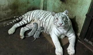 Ngày 9/7 vừa qua, lần đầu tiên cặp hổ trắng được thuần dưỡng ở Thảo cầm viên Sài Gòn (quận 1, TP HCM) sinh ra 3 hổ con khỏe mạnh. Năm 2010, cặp hổ Bengal trắng đực và cái khoảng 2 tuổi được Thảo cầm viên nhập về từ vườn thú Elmvale (Canada) để thuần dưỡng