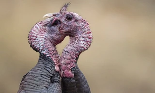 Cặp gà tây hoang dã quyết chiến với nhau trong vòng hơn 20 phút trên bãi cỏ ở bang Montana, Mỹ. Chúng dùng mỏ để mổ vào mặt nhau, thỉnh thoảng tung cánh để thực hiện những cú đá chí mạng vào đối thủ.