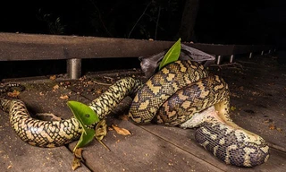 Cáo bay đen có vẻ là món ăn ưa thích của những con trăn khổng lồ.