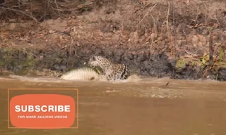 Báo đốm dũng mãnh lao xuống sông hạ gục 'sát thủ đầm lầy'