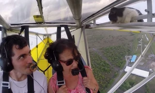 Chú mèo sống sót thần kì sau khi lạc trên cánh máy bay