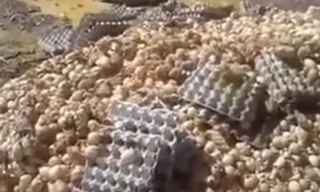 Hàng ngàn quả trứng nở bằng nhiệt của mặt trời