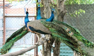 Những chú chim công đực trưởng thành có bộ lông rất đẹp