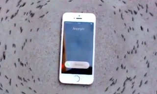 Kỳ lạ đàn kiến 'bao vây' chiếc iPhone đổ chuông