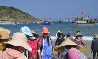 Đầu năm, ngư dân trúng đậm mẻ cá cơm