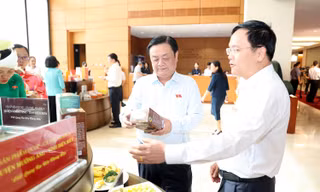 Cà phê Arabica Mường Ảng, cây 'xóa đói, giảm nghèo' cho người dân nông thôn miền núi