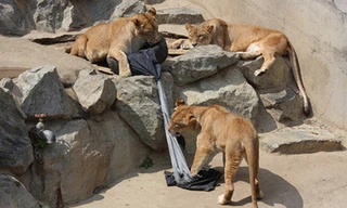 Hổ và sư tử… tạo mốt