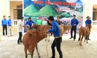 Các đoàn viên, thanh niên phải rất khó khăn mới đưa được bò lên sân khấu để chụp lại khoảnh khắc trao tặng cho người nghèo. Ảnh: Trường Phong