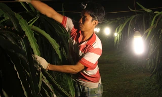 Từ nhiều năm qua, trang trại thanh long Ngọc Hân của ông Ung Ngọc Hải (Hàm Kiệm, Hàm Thuận Nam, Bình Thuận) rộng 18 ha đã sử dụng toàn bộ đèn compact thay cho đèn sợi đốt với hiệu quả cao