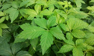 Trà thảo dược - Văn hoá uống trà mới của người Việt