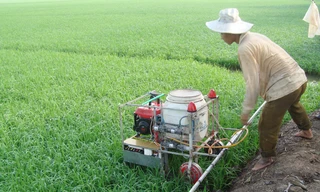 Khoảng 80% thuốc bảo vệ thực vật nông dân phun không đúng đối tượng, liều lượng. Ảnh: Phương Chăm