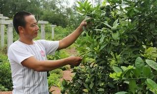 Anh Tập bên những cây chanh đào lúc lỉu quả