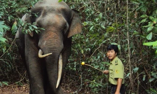 Voi ngà lệch khi không bị xua đuổi tỏ ra thân thiện với người