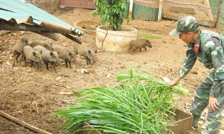 Khu nuôi lợn rừng của những người lính trên đảo Lý Sơn. ảnh: Quỳnh Anh
