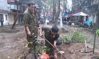 Công nhân Công ty công viên cây xanh Hà Nội thu dọn hiện trường cây sưa đỏ bị cưa trộm