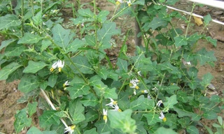 Tác dụng kích thích miễn dịch của giải độc gan Tuệ Linh trên thực nghiệm