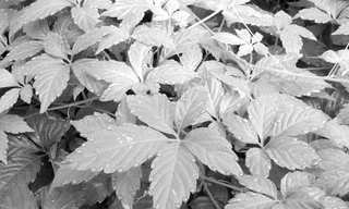 Cây Giảo Cổ Lam