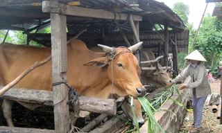 Chăn nuôi bò thịt giúp người dân vượt qua cái nghèo và ổn định cuộc sống. Ảnh: Ngọc Châu