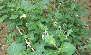 Cây Cà gai leo là dược liệu đã được nghiên cứu kỹ lưỡng tại Viện dược liệu Trung ương và được chứng minh có tác dụng ức chế vi rút gây viêm gan B