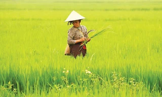 Nông dân trên cánh đồng Mường Thanh. Ảnh: như ý