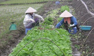 Những nông dân (Vân Trì, Vân Nội) cho biết, hầu hết không làm rau an toàn nữa. ảnh: pv