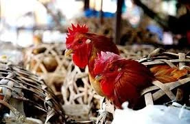 Gia cầm lậu từ Trung Quốc rình rập vào Việt Nam