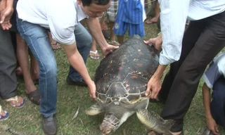 Rùa biển quý hiếm lạc vào đầm