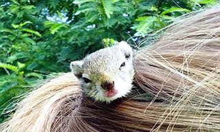 Nuôi sóc trong tóc