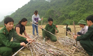 Chiến sĩ Biên phòng giúp đồng bào Cao Bằng thu hoạch mía. Ảnh: Nguyễn Minh
