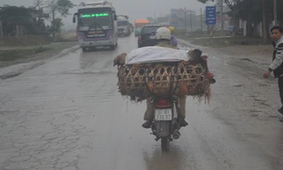 Chiếc xe máy chở khoảng 100 con gà đang lưu thông trên quốc lộ 1A từ Thanh Hóa vào Nghệ An