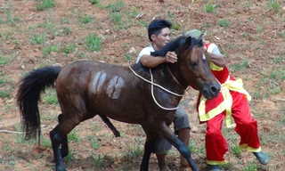 Hùng dũng ra sới đấu. Ảnh : L.A