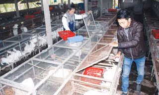 Đôi bạn trẻ chăm sóc đàn thỏ tại trại thỏ của mình