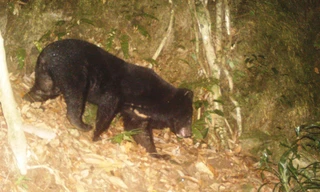 Phát hiện gấu ngựa quý hiếm tại Quảng Nam