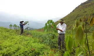 Sơn cước Tây Bắc đang thoát nghèo nhờ cây cao su