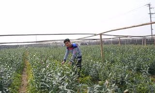 Ruộng trồng hoa ly của anh Bùi Văn Lâm (xã Song Phượng, huyện Đan Phượng. Ảnh: Minh Tuấn
