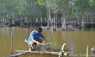 Nuôi tôm trồng rừng. Ảnh: Ngọc Huyền