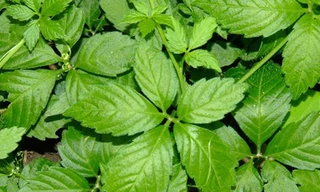 Cây Giảo Cổ Lam