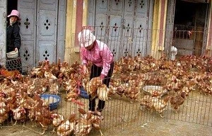 Các địa phương cần tăng cường kiểm dịch tại các chợ dân sinh. Ảnh: VGP