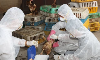 Tiêm phòng cúm gia cầm ở Hà Nội. ảnh: hồng vĩnh