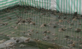 Ếch nuôi trong bể lót ni lông. ẢNH: NGỌC HUYỀN