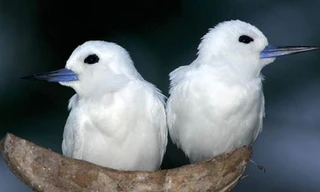 Chim có chung tình?