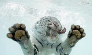 Xem hổ trắng vồ mồi dưới nước