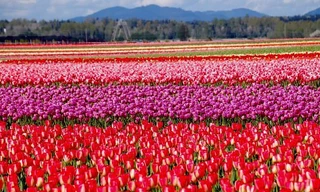 Những sắc màu đam mê của hoa tulip