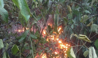 Cháy rừng thông, bom bi nổ chí chát