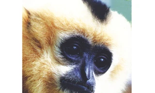 Mai phục hậu duệ Tề thiên giữa rừng Cát Tiên