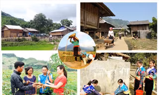 Hỗ trợ người nghèo phát triển sản xuất nông nghiệp thuộc Chương trình mục tiêu quốc gia 