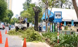 Vụ cải tạo vỉa hè ảnh hưởng cây xanh: Chủ tịch UBND TPHCM ra 'tối hậu thư'